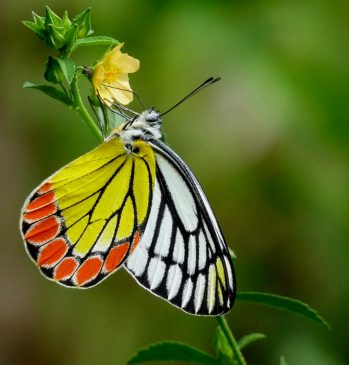 නිතර ඇස ගැටෙන සමනලුන්ටත් වඳවීයාමේ තර්ජන