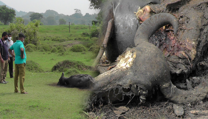 හඳුනා නොගත් රෝගයක් නිසා, මතභේදයට තුඩු දුන් පොලොන්නරුව වනෝද්යානයේ සතුන්ගේ ජිවිත අවධානමක
