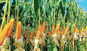 මධ්‍යසාර හා එතනෝල් නිෂ්පාදනයට බඩඉරිඟු භාවිතය සම්පූර්ණයෙන් තහනම්